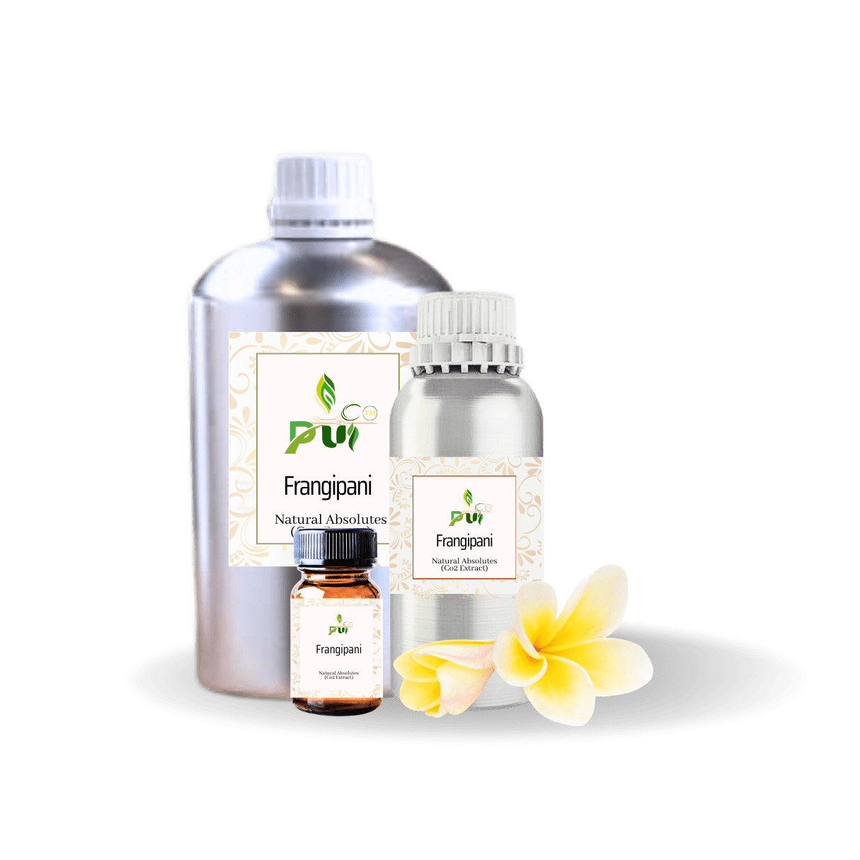 Frangipani absolute min